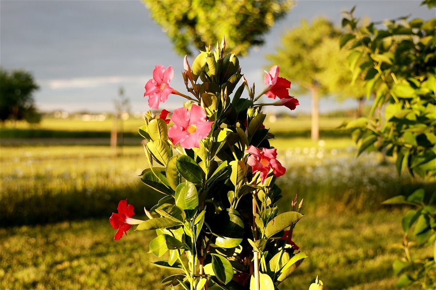 Dipladenia im Garten